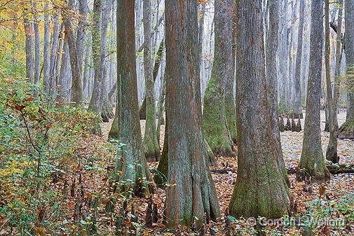 Cypress Swamp In Autumn_25128.jpg - Photographed along the Natchez Trace Parkway near Canton, Mississippi, USA.